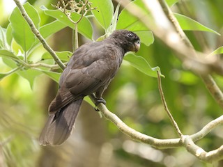  - Comoro Black Parrot