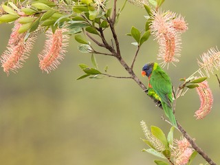  - Coconut Lorikeet