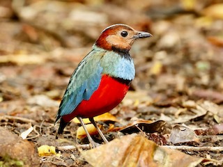  - Sulawesi Pitta (Sulawesi)