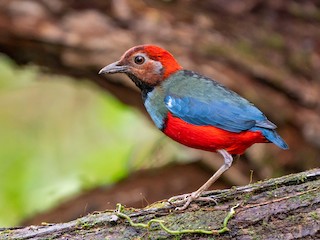  - North Papuan Pitta