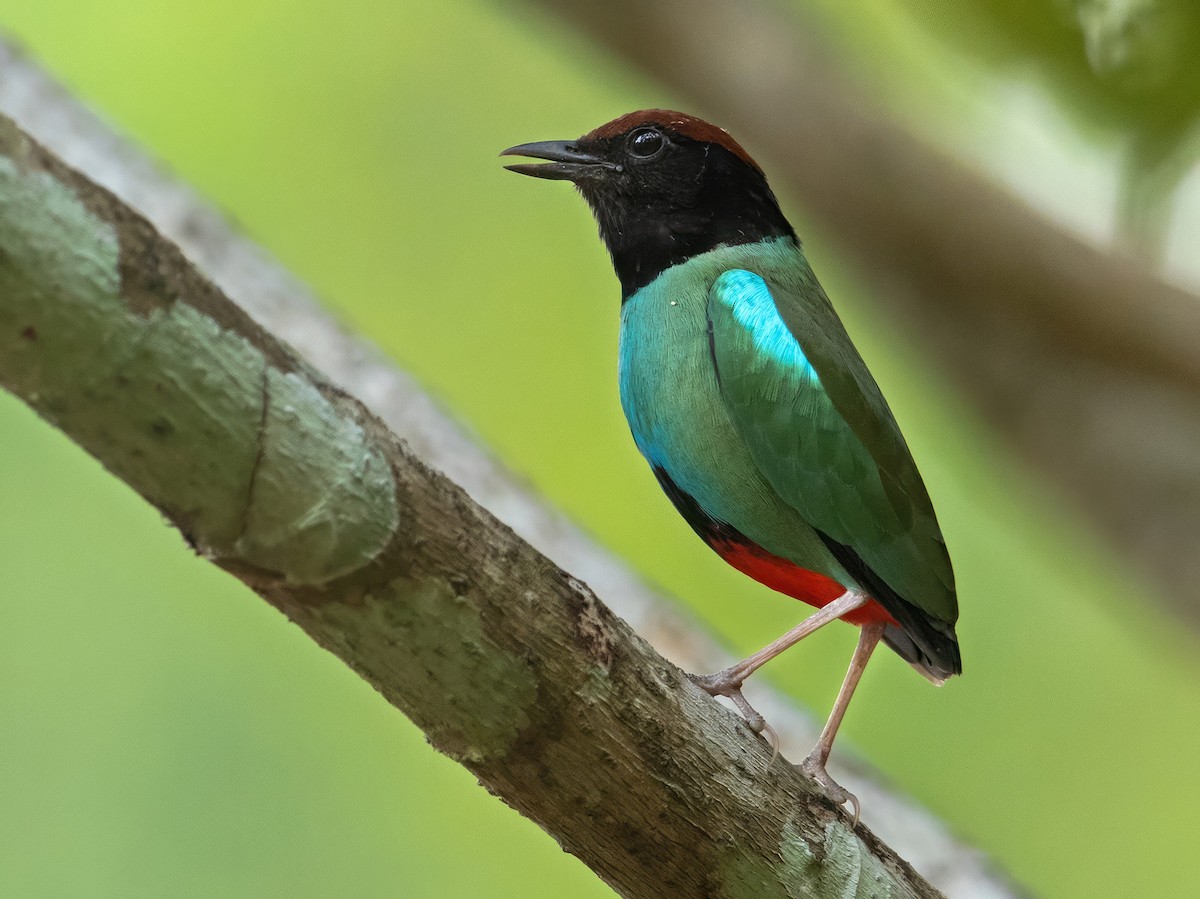 Nicobar Hooded Pitta - Pitta abbotti - Birds of the World