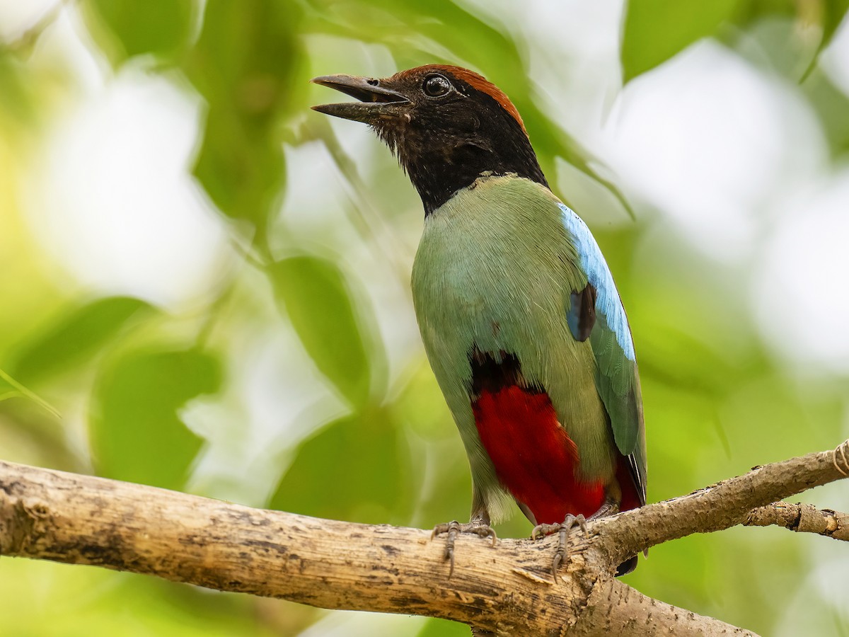 Western Hooded Pitta - Pitta sordida - Birds of the World