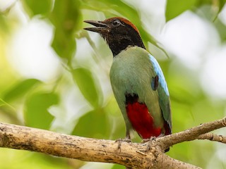 Western Hooded Pitta - Pitta sordida - Birds of the World