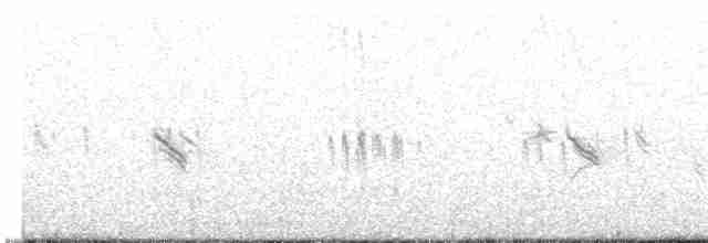 Plectrophane lapon - ML609786474