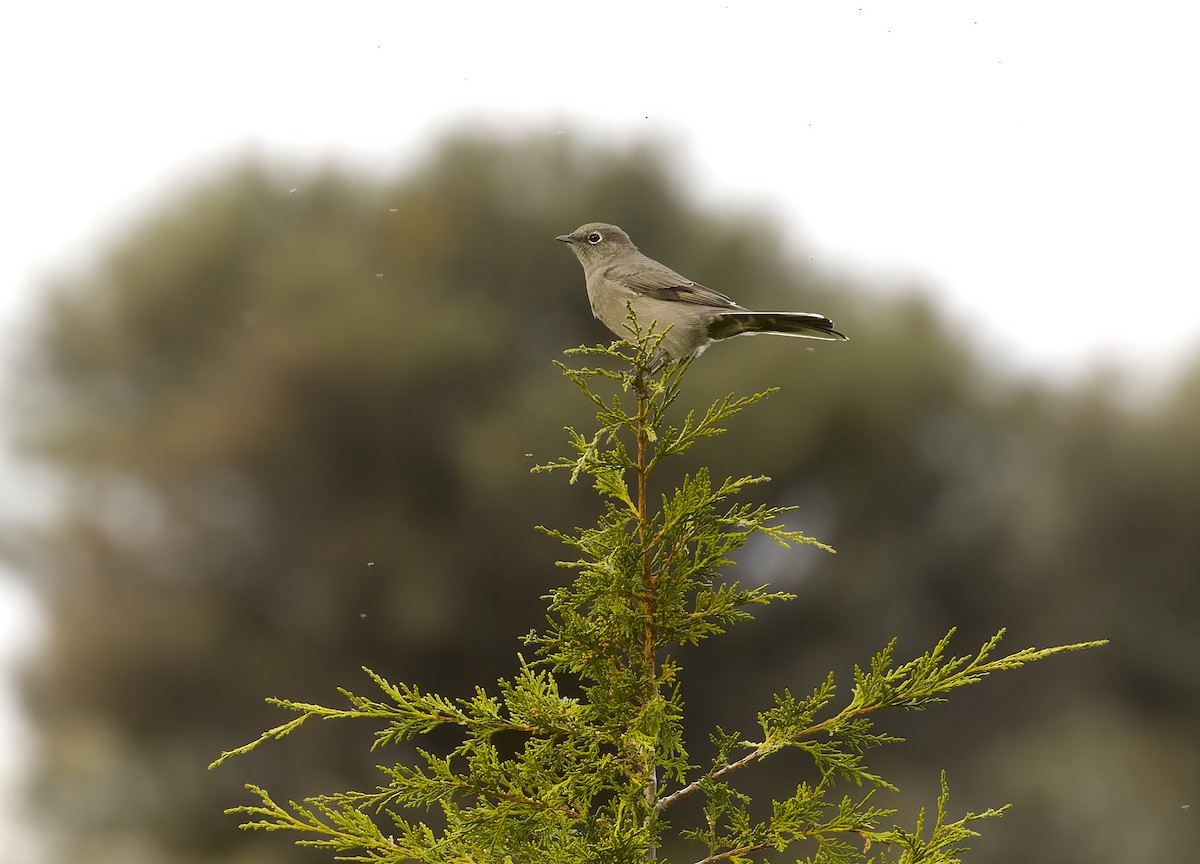 Townsend's Solitaire - ML609786498