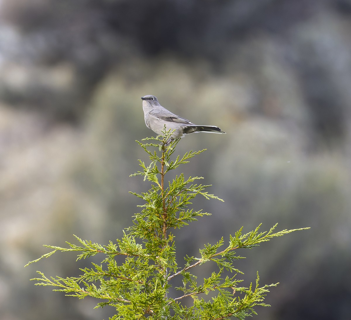 Townsend's Solitaire - ML609786499