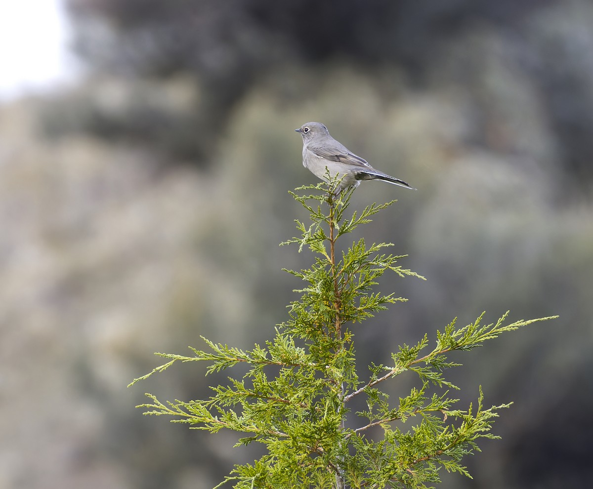 Townsend's Solitaire - ML609786500