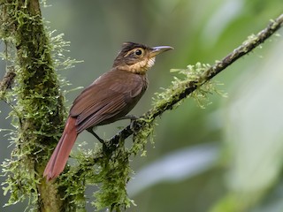  - Fawn-throated Foliage-gleaner