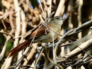  - Araguaia Spinetail