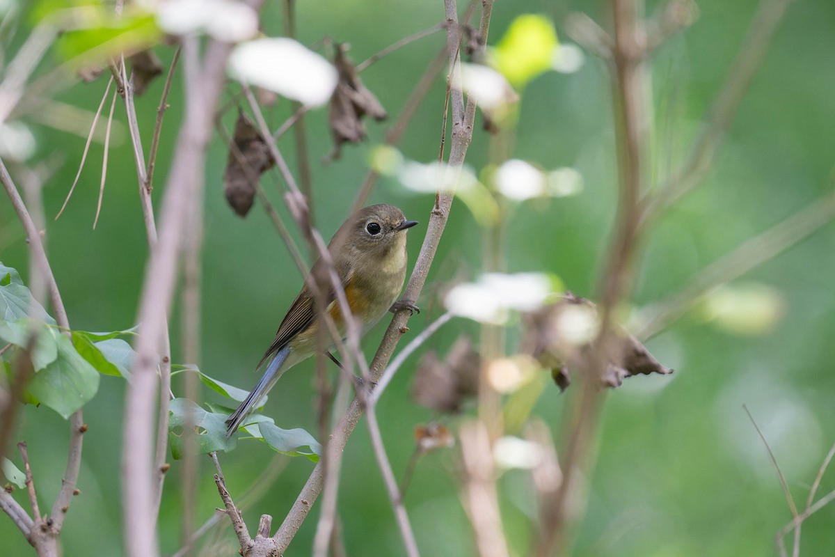 Red-flanked Bluetail - ML609786689