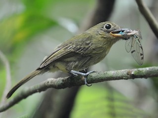  - Western Olivaceous Flatbill