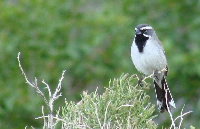 Black-throated Sparrow - ML609786727