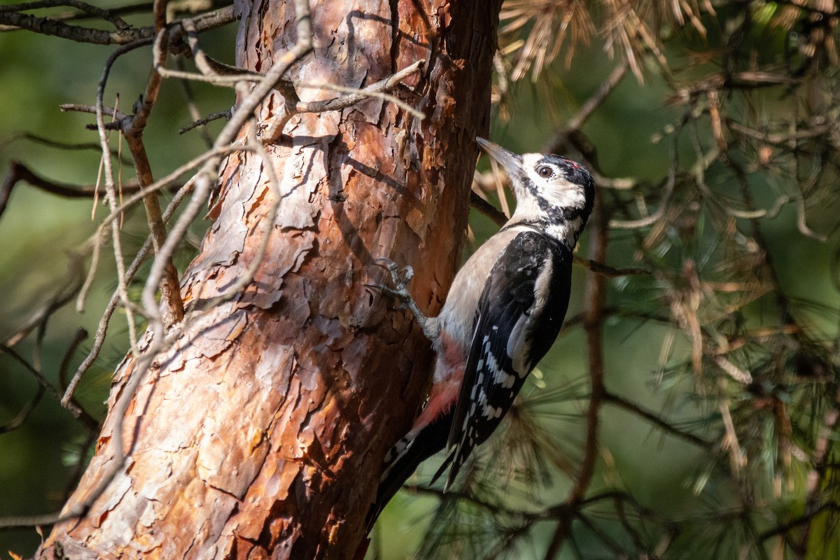 Great Spotted Woodpecker - ML609786728