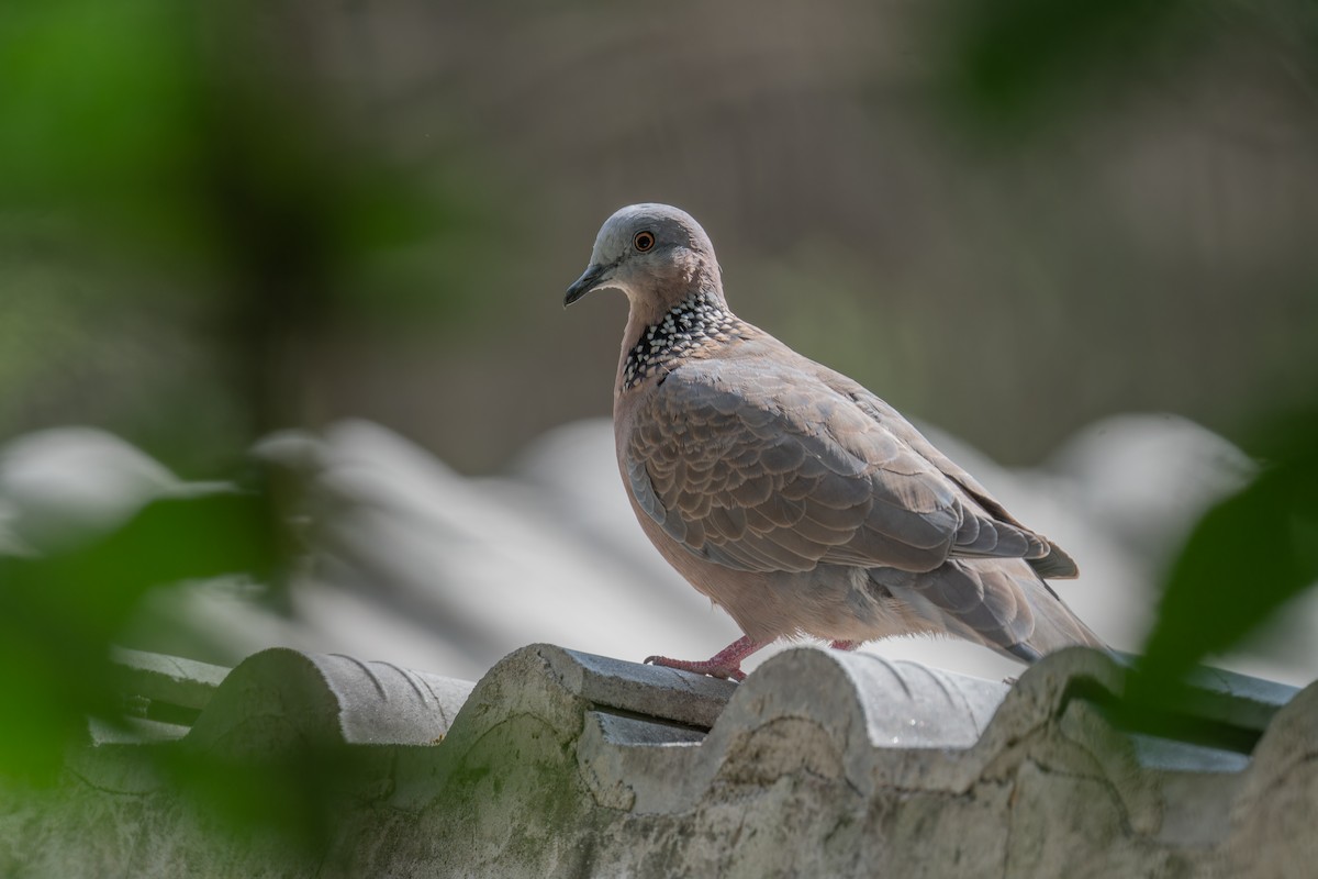Spotted Dove - ML609786864