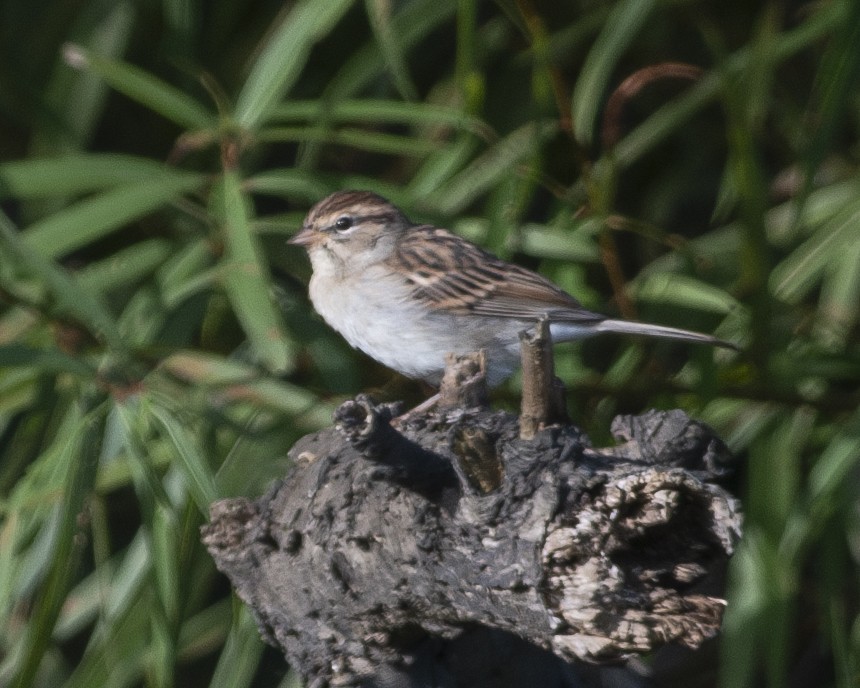 Chipping Sparrow - ML609786921
