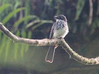  - White-gorgeted Fantail