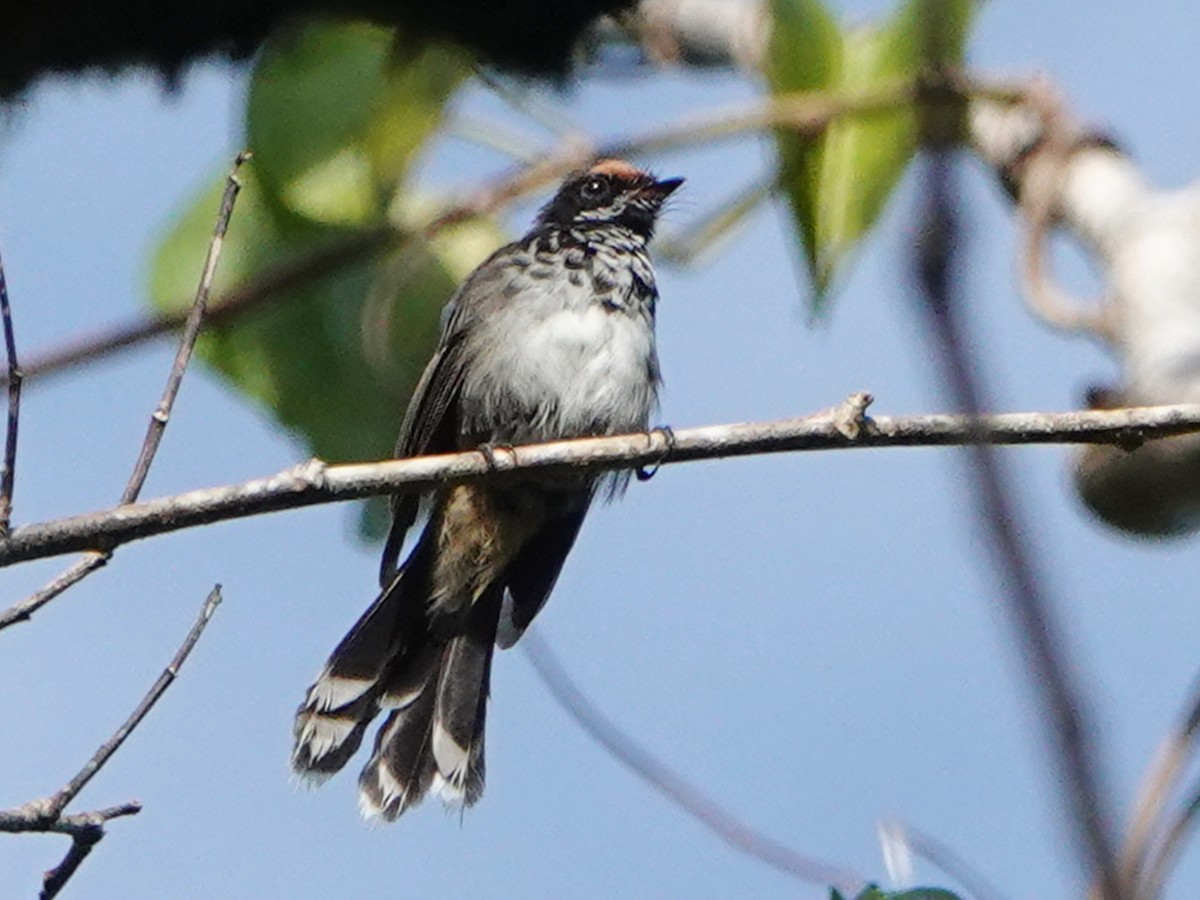 Santa Cruz Fantail eBird