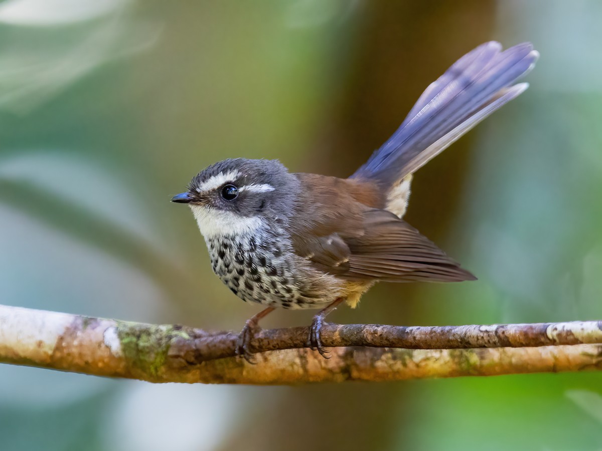 New Caledonian Streaked Fantail - Rhipidura verreauxi - Birds of the World