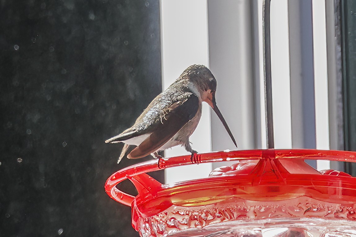 Black-chinned Hummingbird - ML609787434