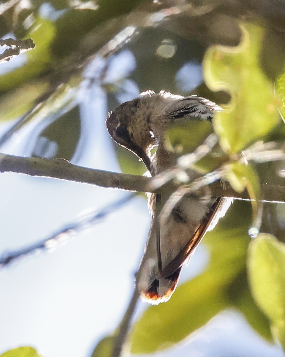 Black-chinned Hummingbird - ML609787435
