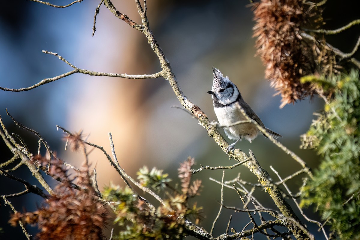 Crested Tit - ML609787720