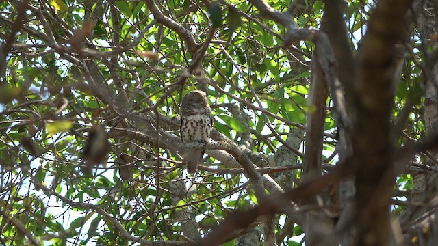 African Barred Owlet (Bar-fronted) - ML609787881