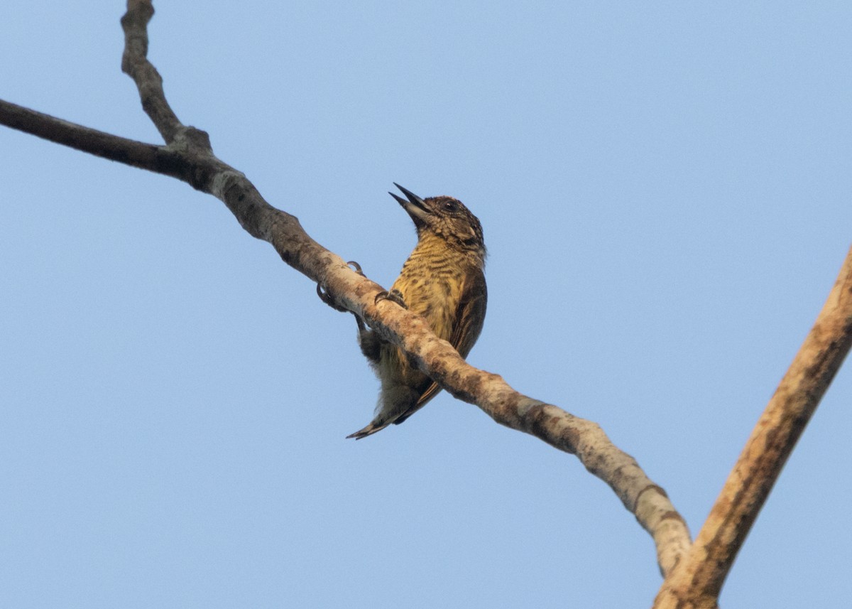 Bar-breasted Piculet - ML609787985