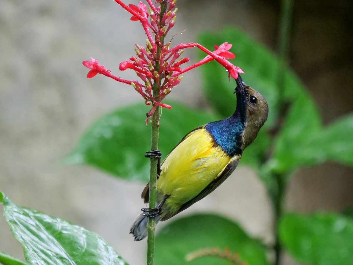 Garden Sunbird - Cinnyris jugularis - Birds of the World