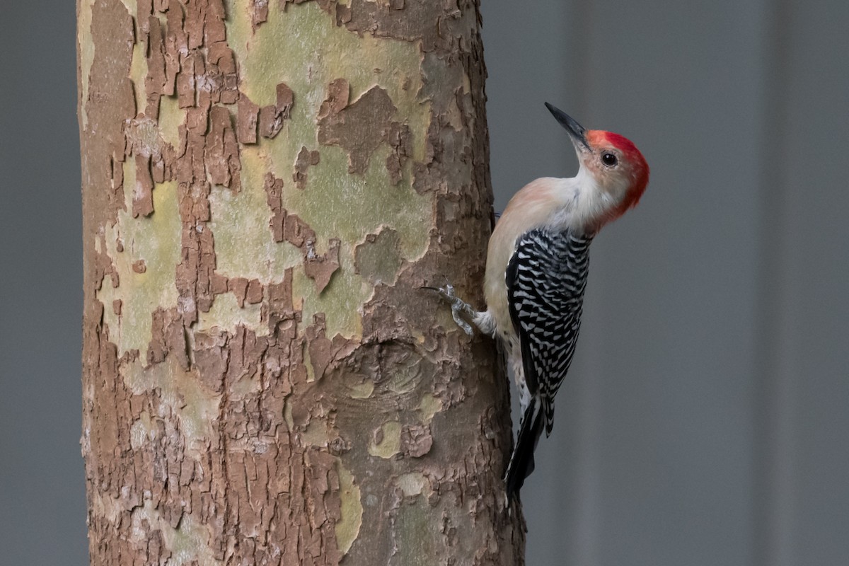 Red-bellied Woodpecker - ML609788225