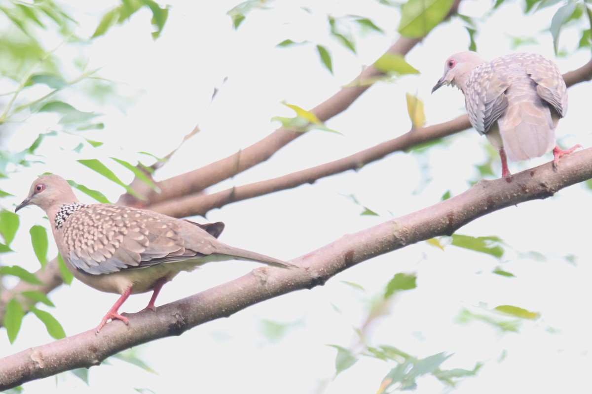 Spotted Dove - ML609788789
