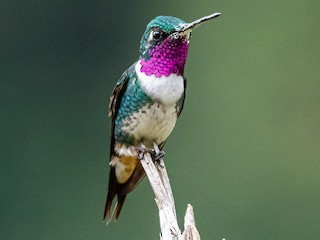 White-bellied Woodstar - eBird