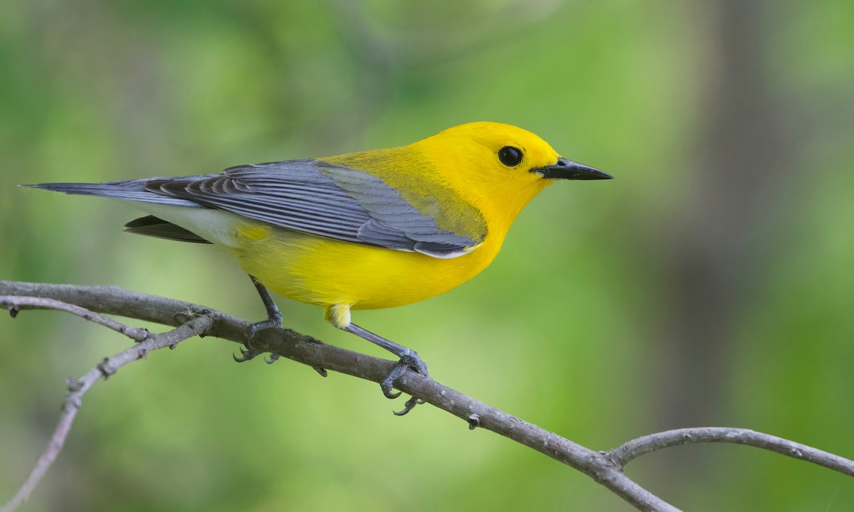 Prothonotary Warbler - ML609789113