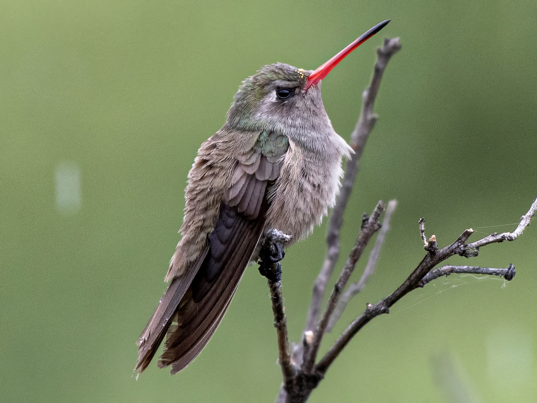 Dusky Hummingbird - German Garcia