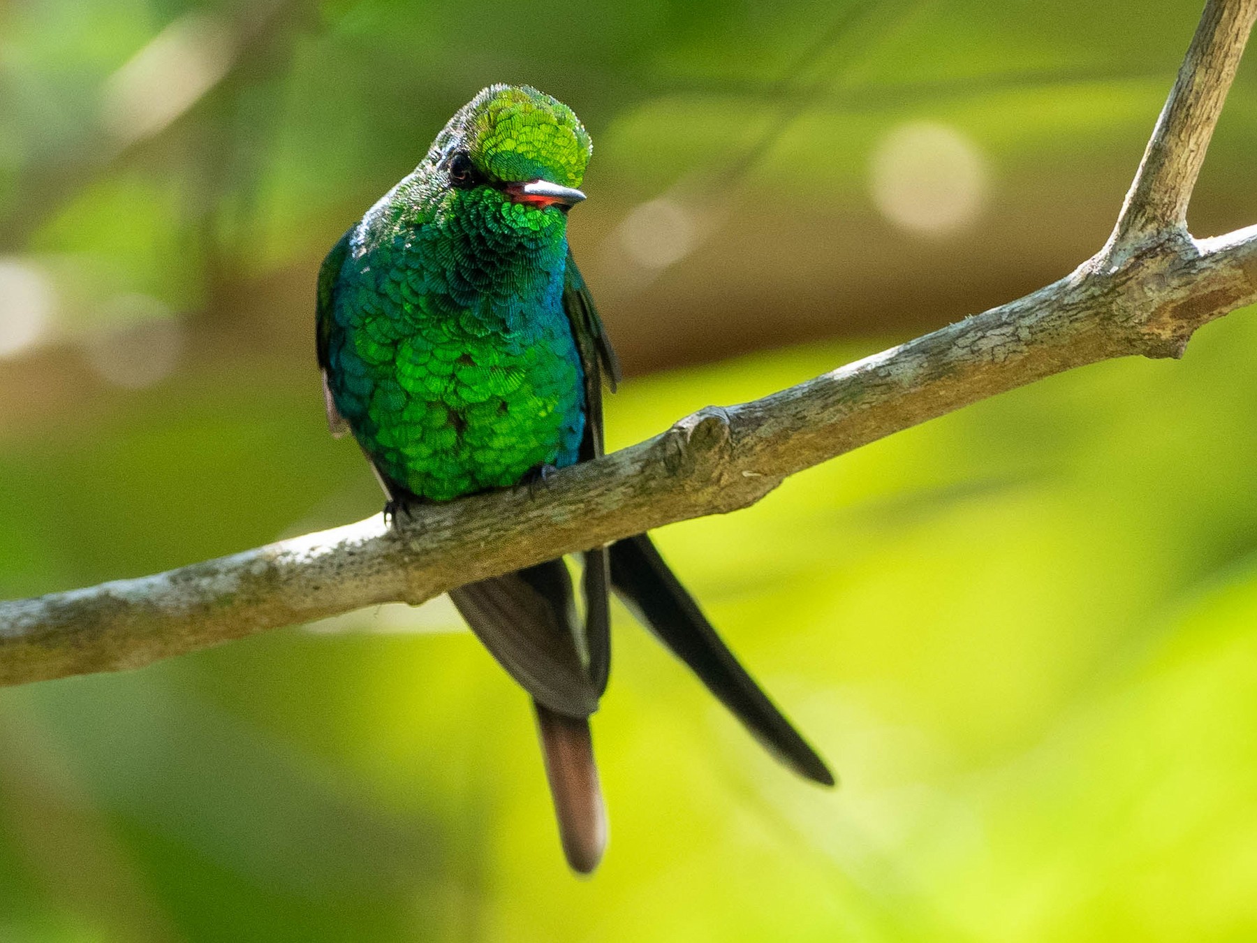 Golden-crowned Emerald - Phil Chaon