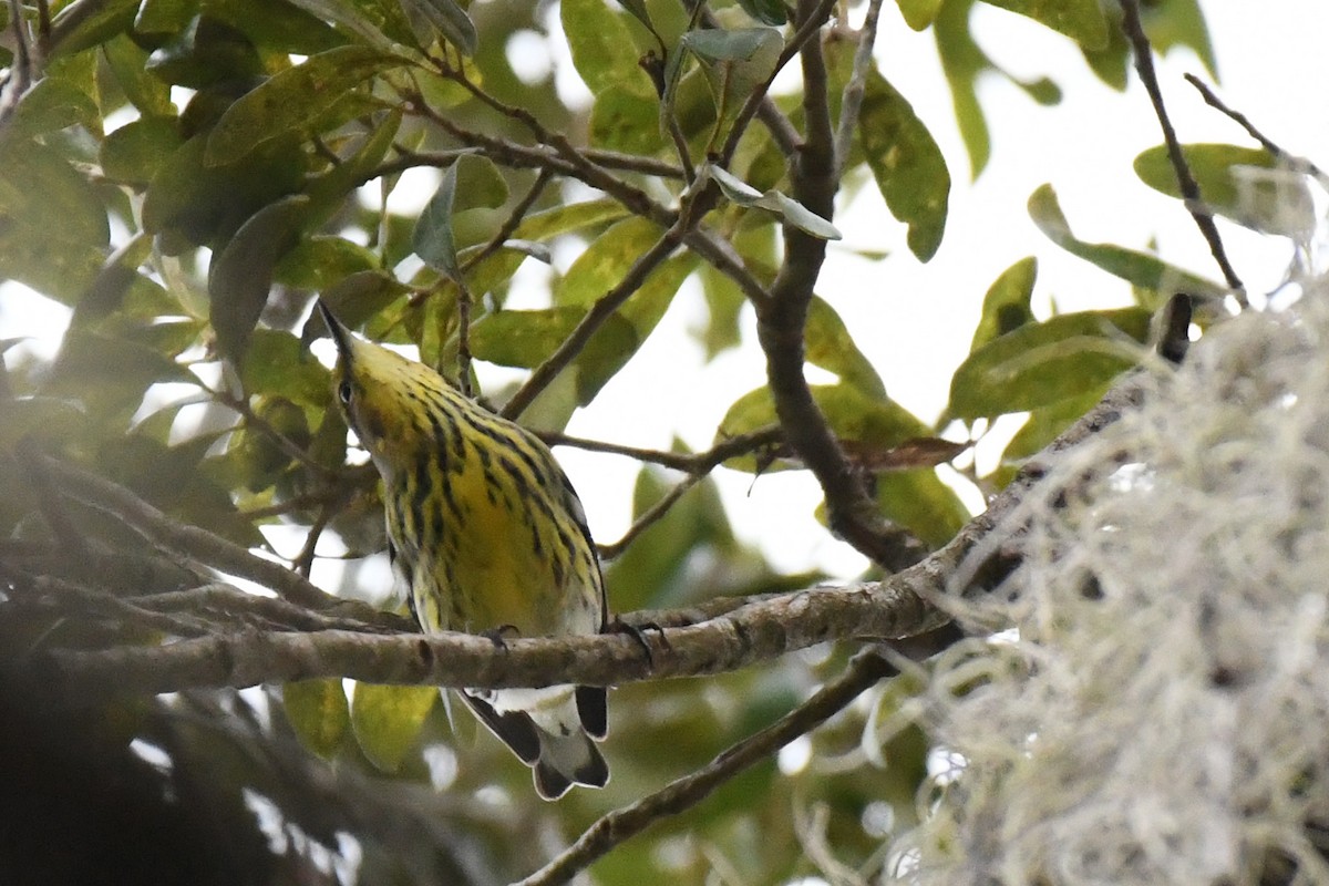 Cape May Warbler - ML609789432