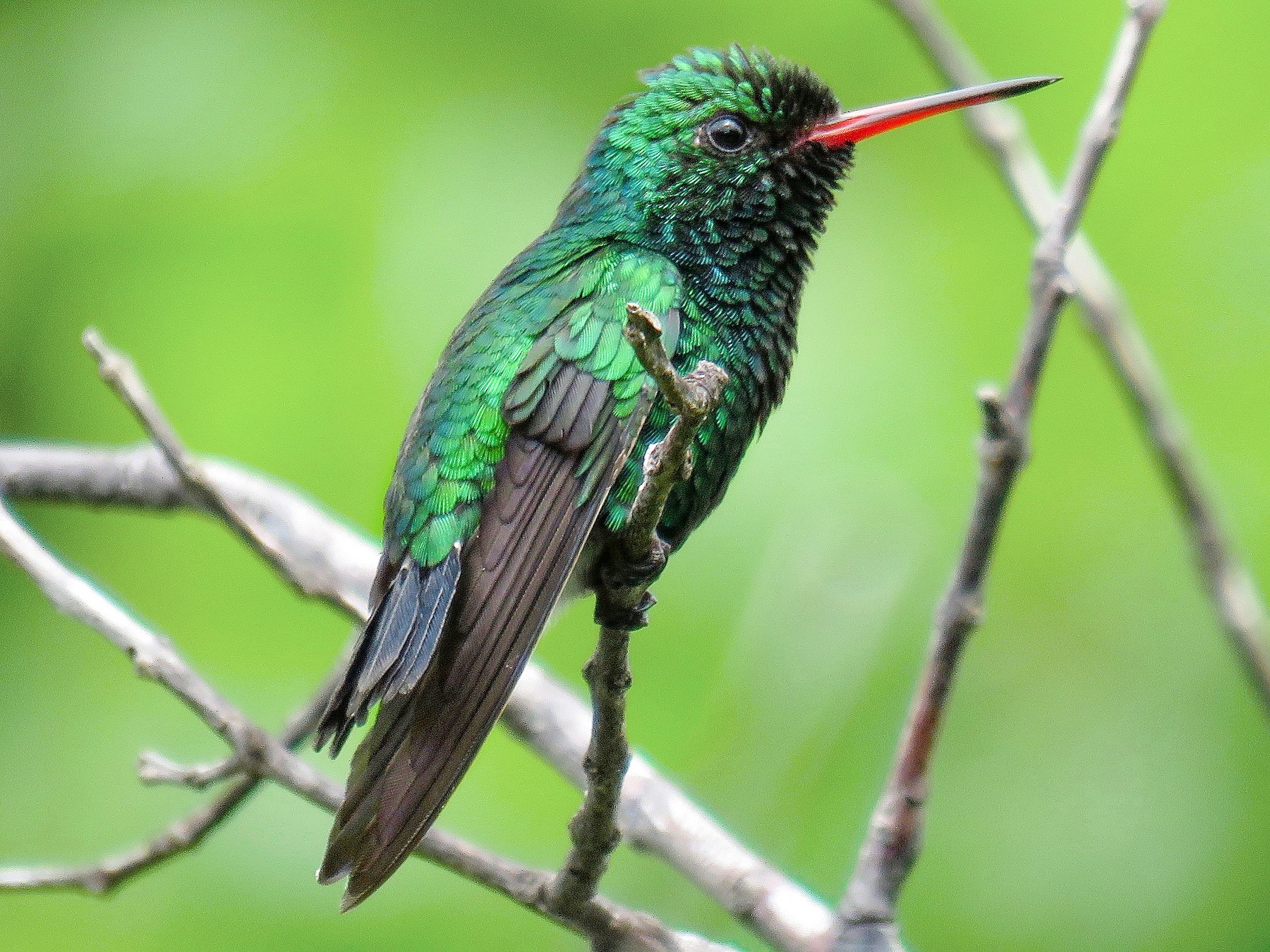 Canivet's Emerald - John van Dort