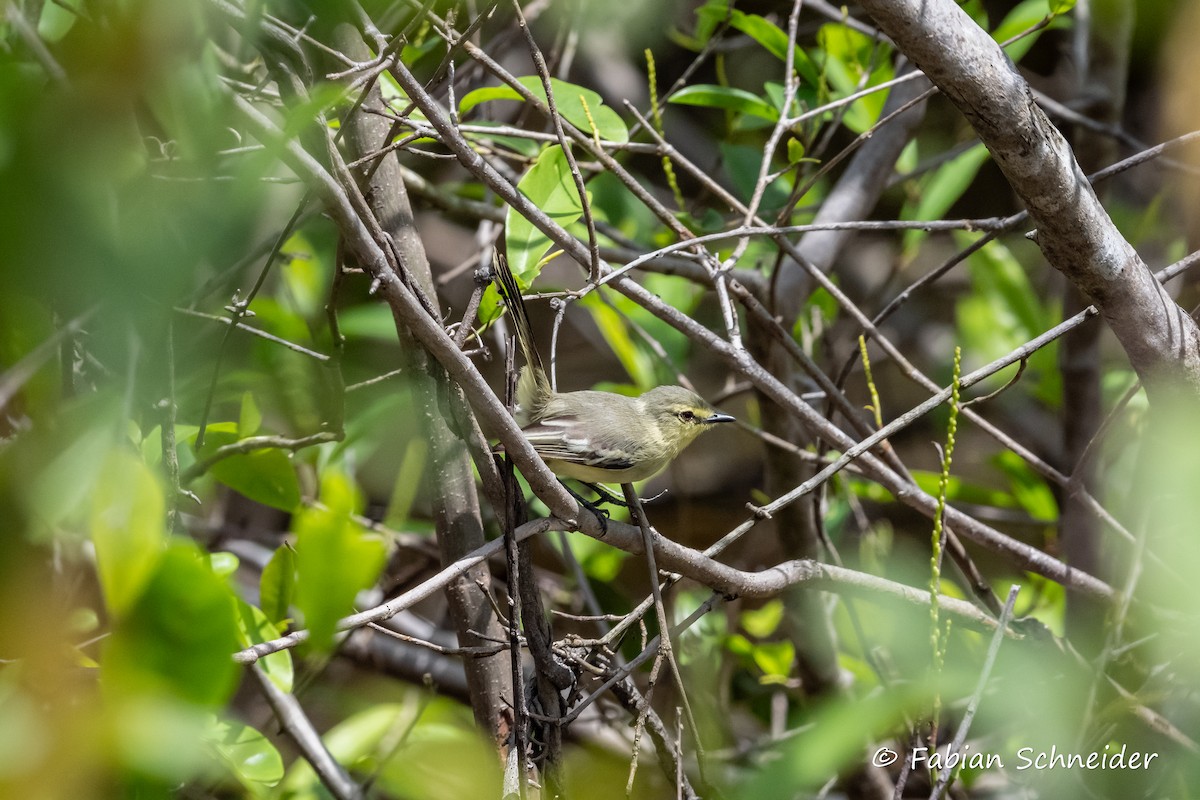 Lesser Wagtail-Tyrant - ML609789752