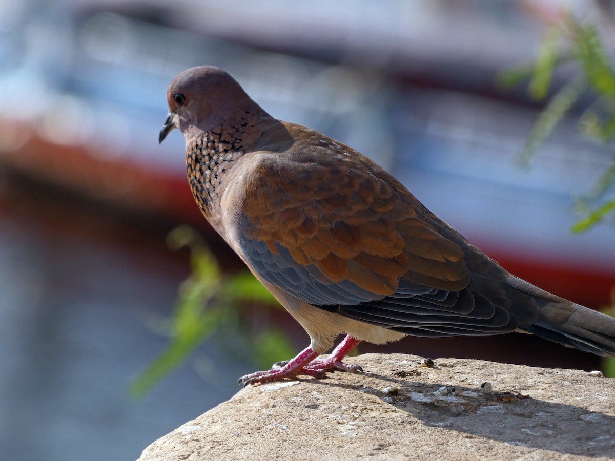 Laughing Dove - ML609789833