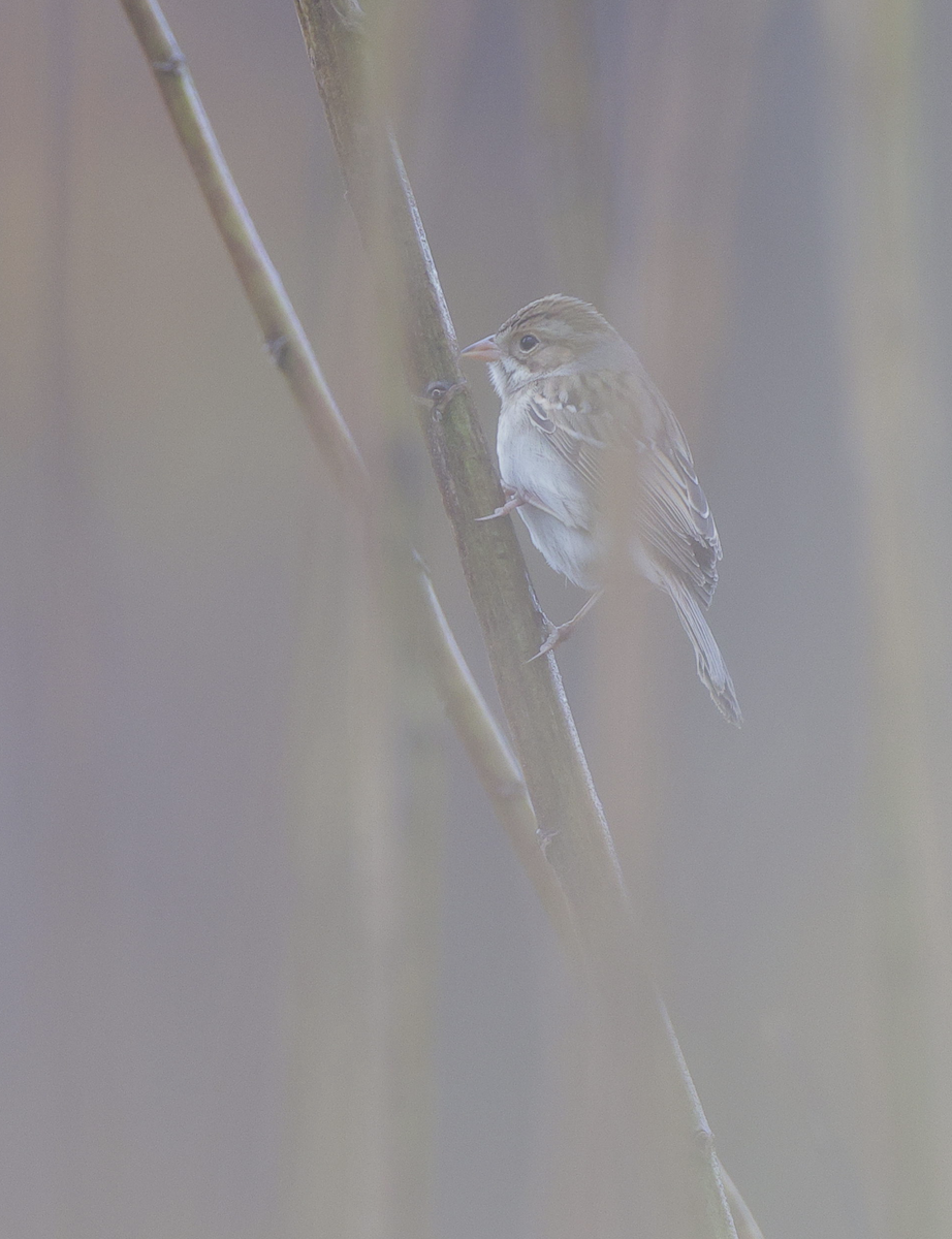 Clay-colored Sparrow - ML609790200
