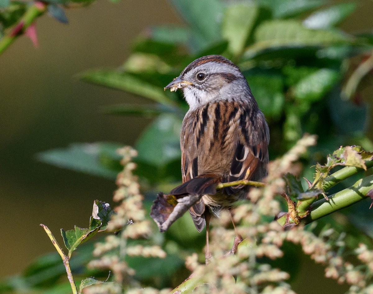 Swamp Sparrow - ML609790386
