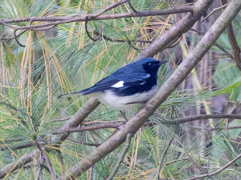 Black-throated Blue Warbler - ML609790390