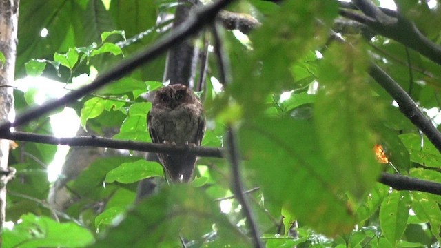 Sao Tome Scops-Owl - ML609790435