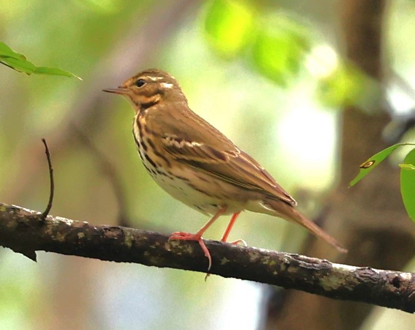 Olive-backed Pipit - ML609790857