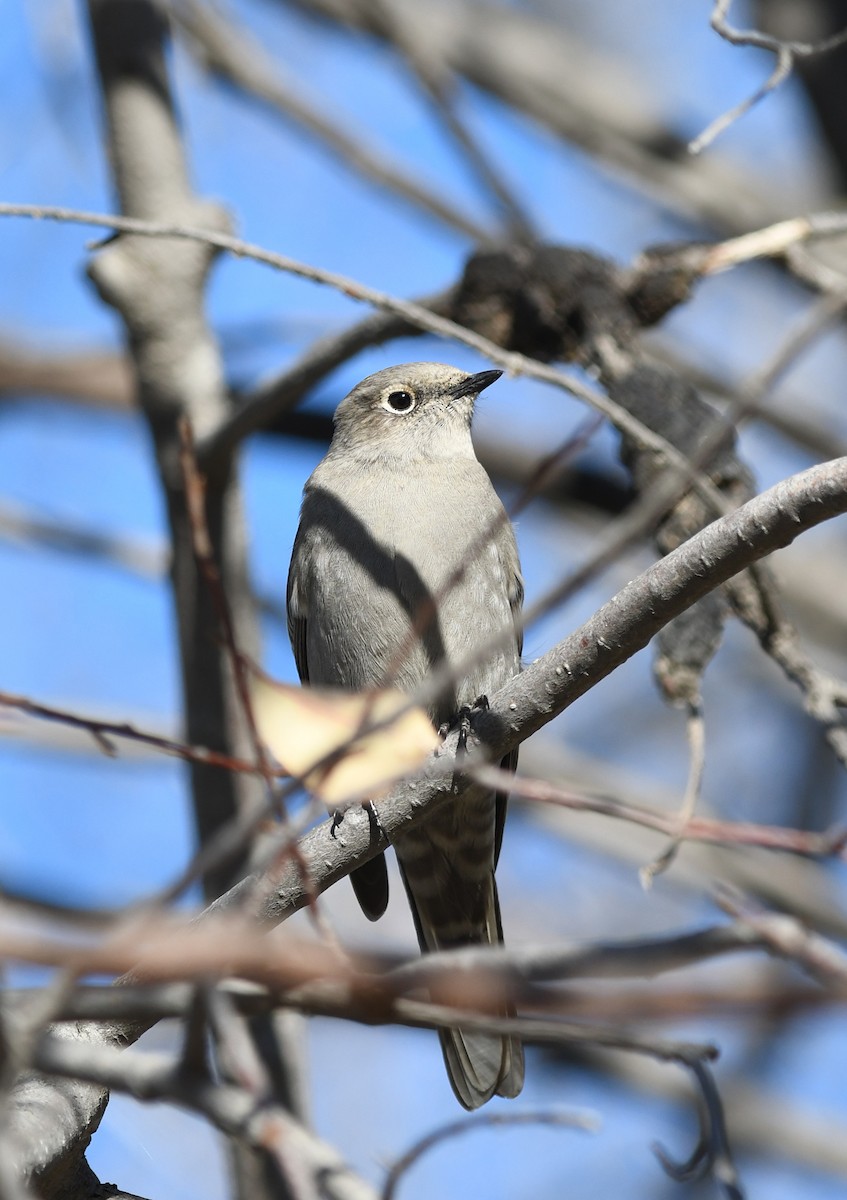 Townsend's Solitaire - ML609791092
