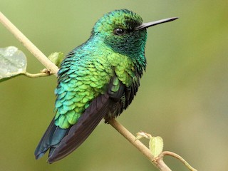 Western Emerald - eBird