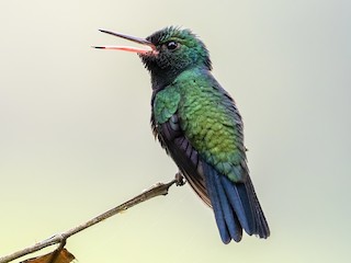 ニシアンデスエメラルドハチドリ - eBird