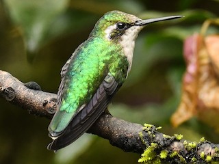 Western Emerald
