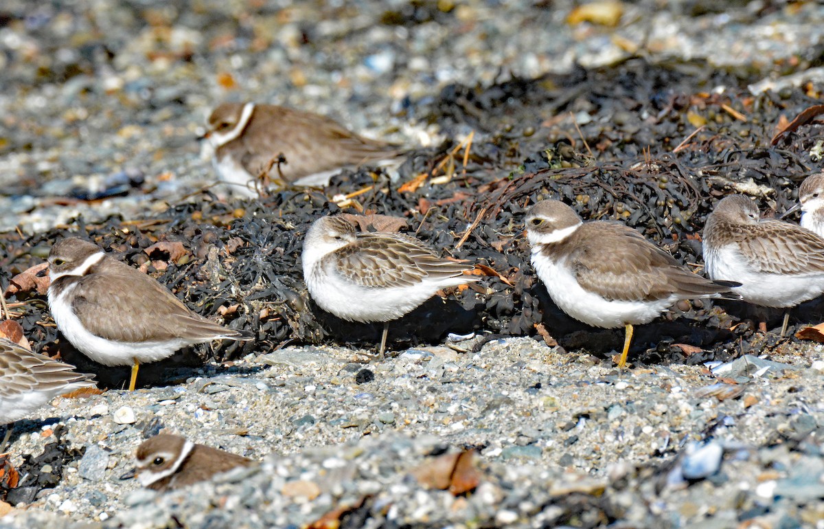 Semipalmated Plover - ML609791503