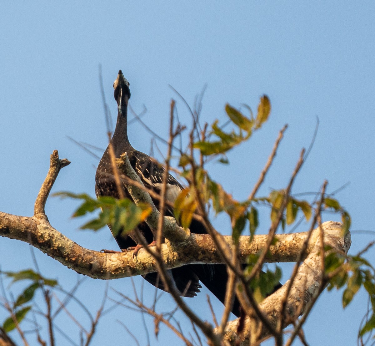 Blue-throated Piping-Guan - ML609791522
