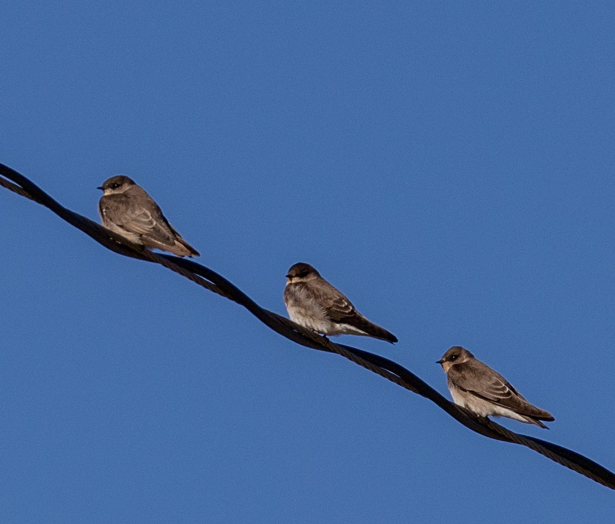 Northern Rough-winged Swallow - ML609791541